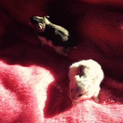 FinallyHammy's profile picture. finally_hammy on YouTube!