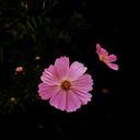 yoshifumi_yamaguchi (@580818Cosmos) Twitter