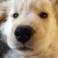 Opie (@oppopotamus) 's Twitter Profile Photo Opie (@oppopotamus) 's Twitter Profile Photo
