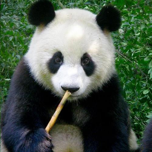 Your friendly neighborhood panda