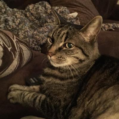 NotJustATater's profile picture. My name is Potato, my friends call me Tater. I am an expert snoozer, mouser and connoisseur of all things cream. Denver - CO