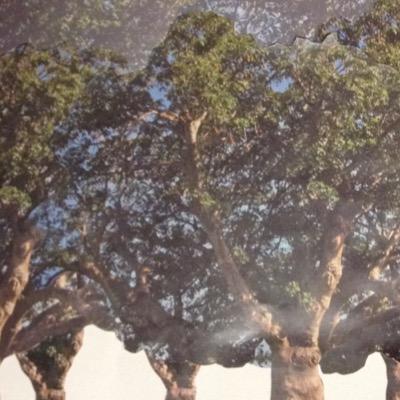 HeresWaldo27's profile picture. An order of regular fries with a few accidental curly fries.  That's the dream.