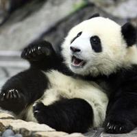 ゆゆ　お取引専用　※グッズ整理中 (@yy_notrhk) 's Twitter Profile Photo