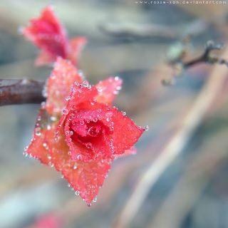 ♪ღ ♪*•*•♪ღ Curieuse, respectueuse de l'autre, de la nature ♪ღ ♪*•*•♪ღ