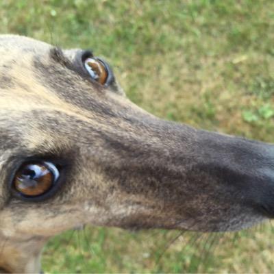 FleeWhippet Profile Picture