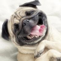 Kopipe__wara2's profile picture. 面白くて笑えるコピペをいろいろまとめました♡面白かったらRTしちゃってね(╹◡╹)フォローもよろしくです♪