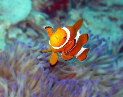 NudiDiver's profile picture. ::The Beauty Indonesia Underwater and Above::