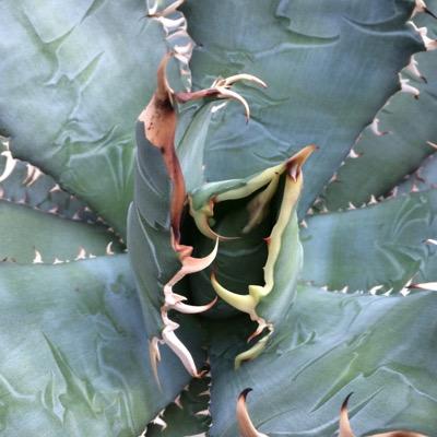 NY_SKATEDOG's profile picture. I am skateboarders 71%！ 山や自然が大好き～多肉植物＆バラ＆キノコ好き♪色んな事に興味を持ってチャレンジ☆そんな変わった日常をtweet！興味がある方はご自由にどうぞ。