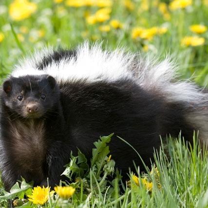 LeoLion68's profile picture. I like to wear Big Clothes cause I'm a Big Man *cough cough*