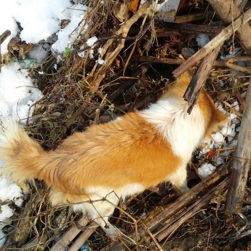 nomasumer's profile picture. 쥐잡는 것을 좋아하는 촌부