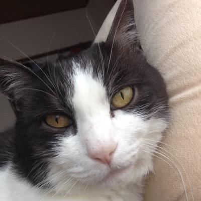 猫/ラーメン/P業とは一体…  PSNID:sasuke4443 Switchフレコ　SW-6258-5116-9023