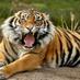 tiger (@felin007) Twitter profile photo