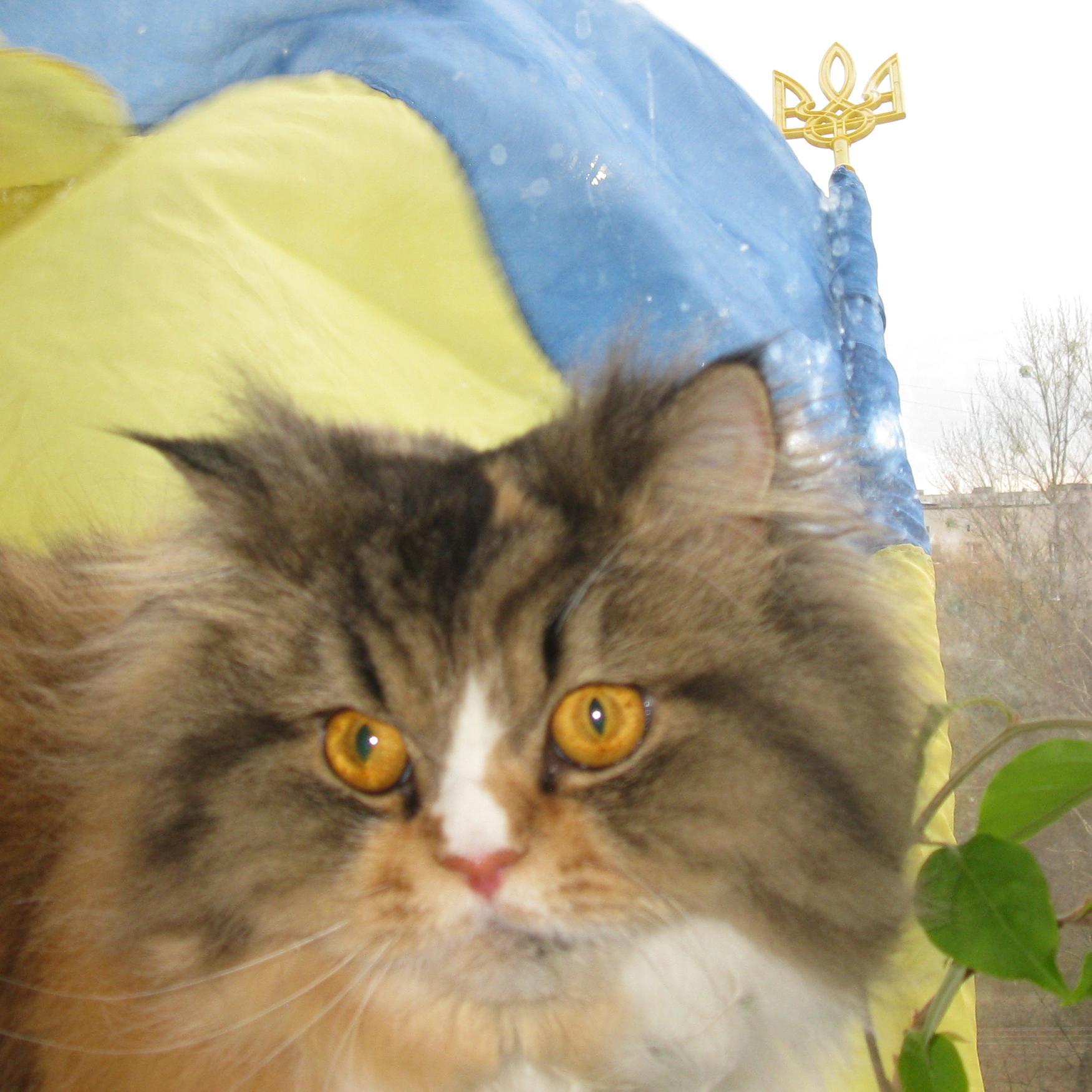 linsigon's profile picture. 