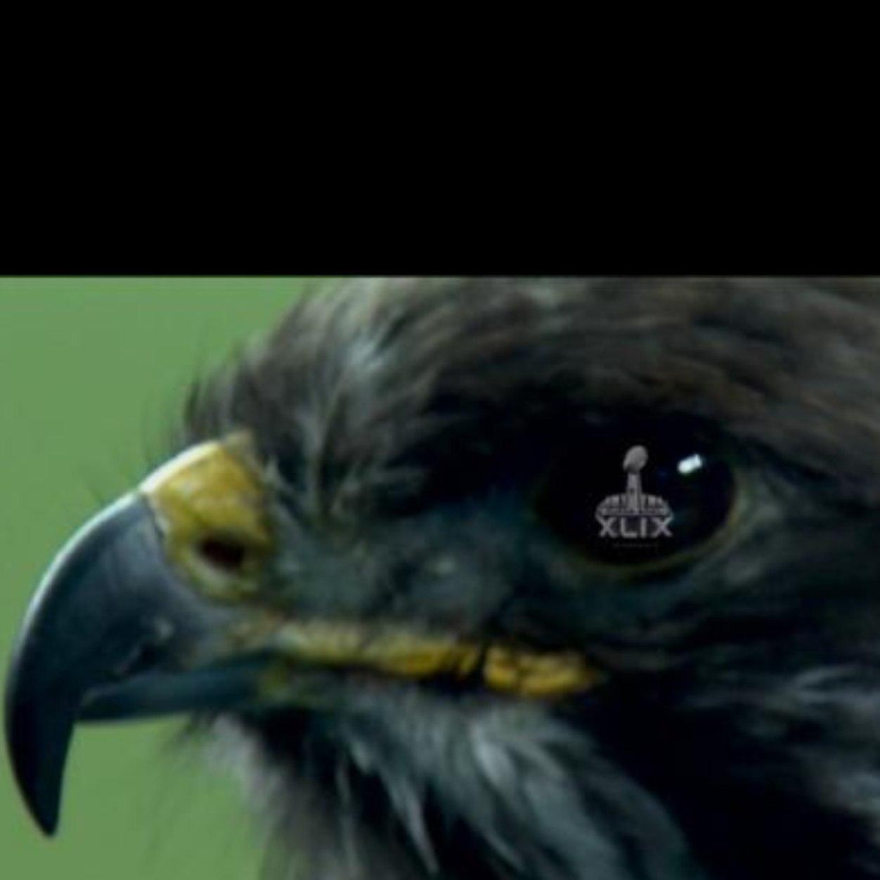 KingdomeHawk's profile picture. 