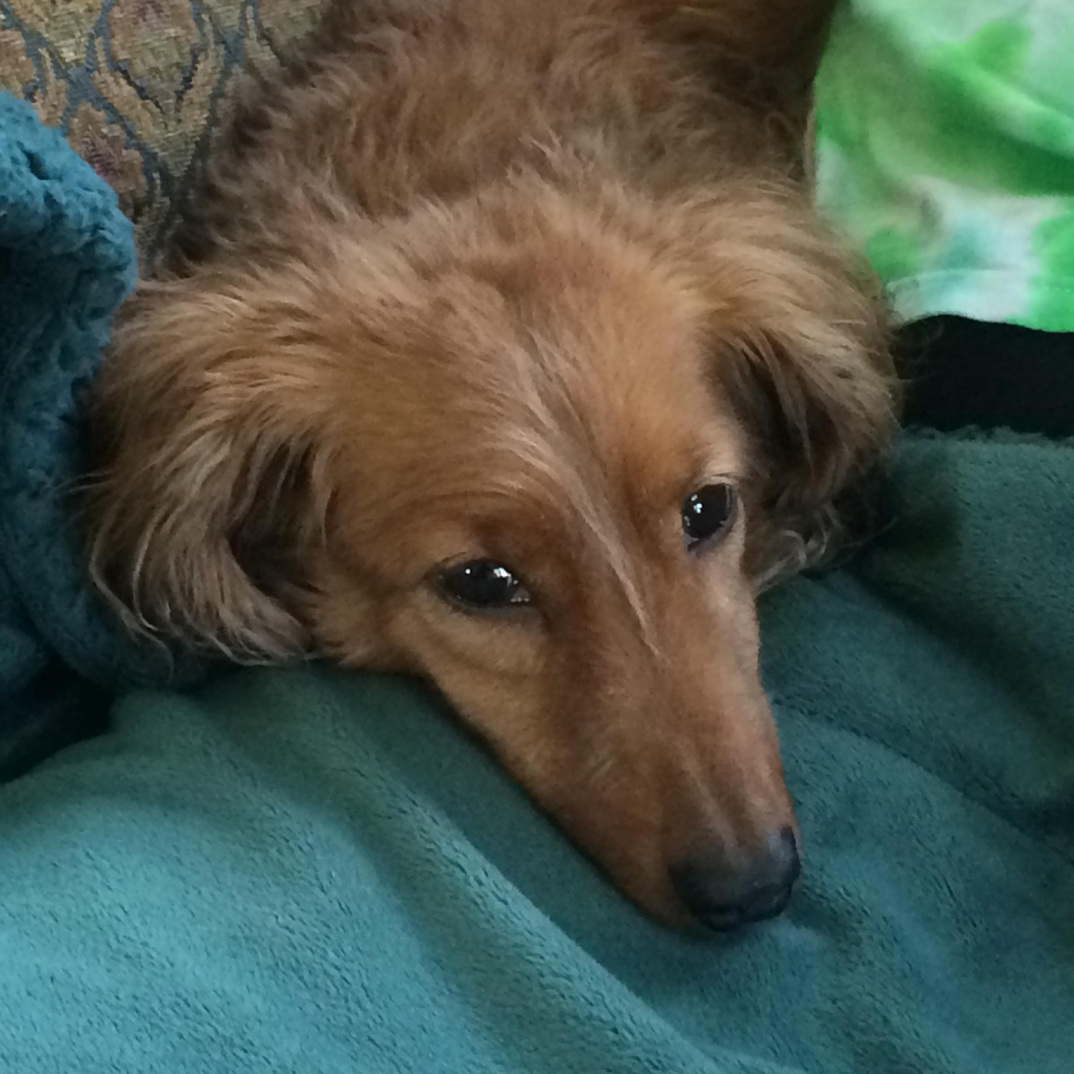 the legendary dog = bobo hound