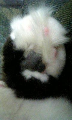 娘2人。猫好き。猫①トフィ(雑種♀)。猫②レオ(雑種♂)。某のキャストっ子とzuzu、ピカソ、DD初音ミク(初期)、ニーア2B。 メモがわりのRTRPいいね多いので、リポオフorミュート推奨。フォロ/リムご自由に。
3人目妊娠つわり継続中_| ̄|○
\シチリア・デジペ白犬・月飛び・MINTY🦩フエタ/