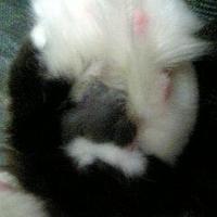 セイル (@nightmare_alice) 's Twitter Profile