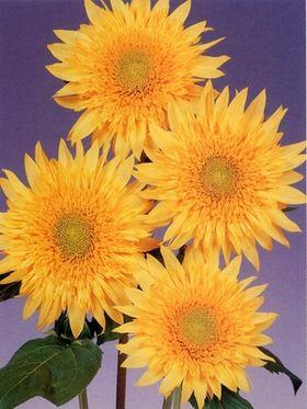 ちーさん🍚RICE