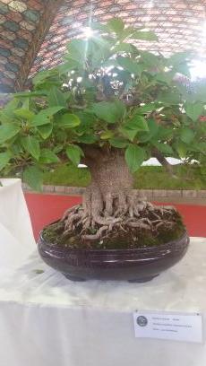 habelr's profile picture. Técnico en Jardinería. Florista. De Argentina, ahora en Chile 
Instagram @humaev
Facebook humaespaciosverdes