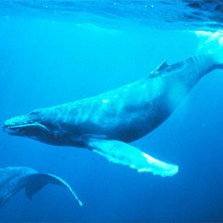 hanahana358's profile picture. 未来の子ども達に残せる地球を 
Vet
　茨城→相模原→十和田→沖縄県本部→大阪→

情報収集垢