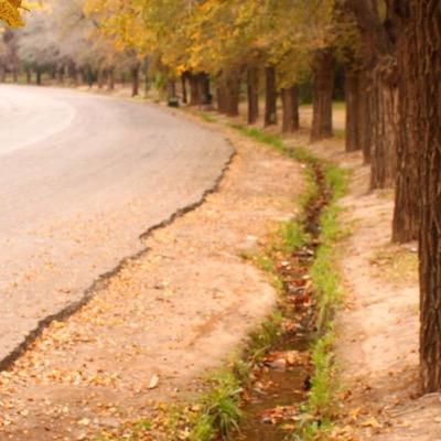 TamerMasri3's profile picture. 