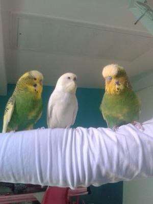 mauslaus24's profile picture. 