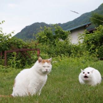 majestic as fuck