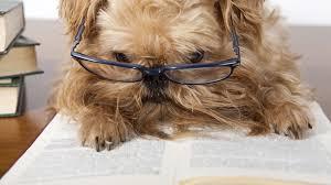 __puppypower_'s profile picture. Follow me to see what I get up to when my mummy isnt around! woof!