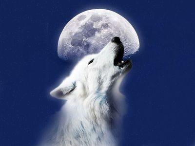 Alpha Wolf International baby
