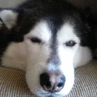 LadyD (@dianetexasladyd) 's Twitter Profile Photo