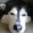 DianeTexasladyd's profile image