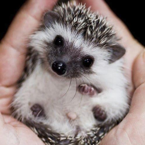 If you love animals, then you've come to the right place. ☺