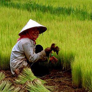 BerasSehatMurni's profile picture. Beras Organik Murni Premium Super | Organic Health Rice For Better Future Life. Order 021-83663021