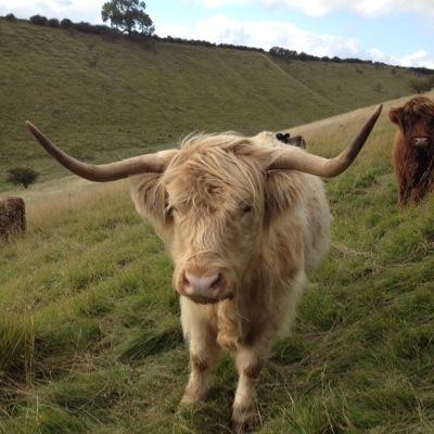 rlmagribusiness's profile picture. Fair to nature beef and arable farming on the Yorkshire Wolds. Grower of Jordans Cereals.