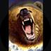 Grizzly's (@grizzlybeard3) Twitter profile photo Grizzly's (@grizzlybeard3) Twitter profile photo