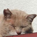 ねこちゃんだニャ~ (@0120120120) Twitter