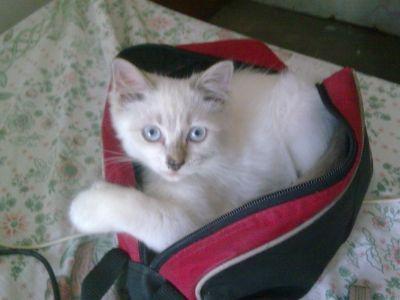 GerardRafinian's profile picture. 10k years men walked on earth. Humans are still idiots. #wakeup

I dreamed to be a whaler and hit hard on MobyDick

Kung salot ka sa society, DONT FKIN TROLL ME