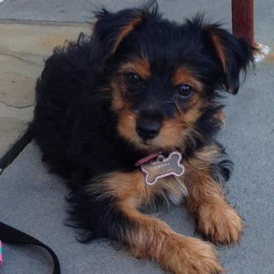 retweeting all things dogs all day everyday. simply follow and then #breedrt or @breedllc for a retweet. #dogs #retweet #pets #rt