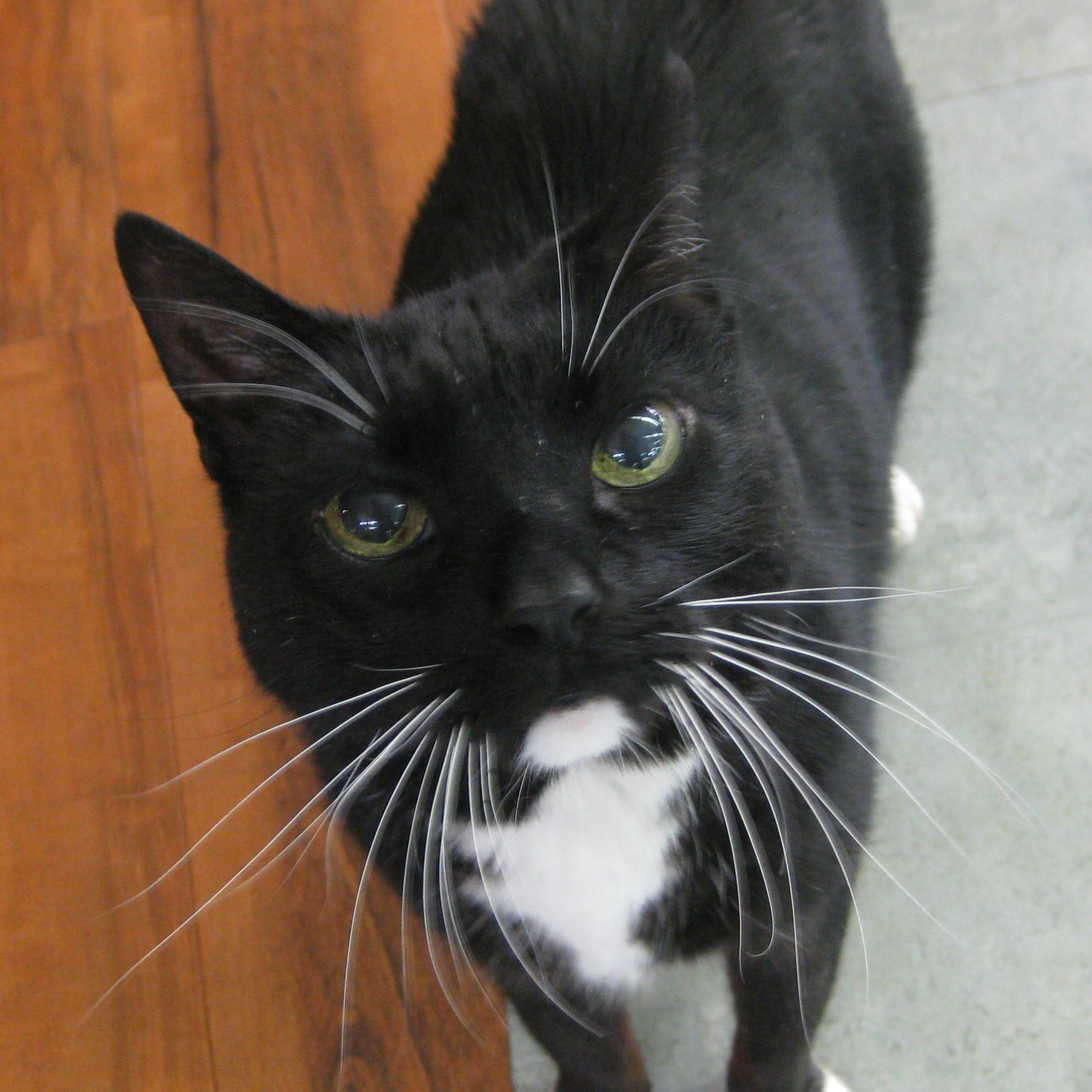 dancingheart's profile picture. Writer-haven't sold any books yet(haven't wrote any), cat fancier, figure skater, board and card games, arts/craft, sewing,  voice/singing, retired chemist