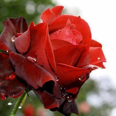 sasuki1990's profile picture. 