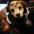 EvanTheDog's profile image