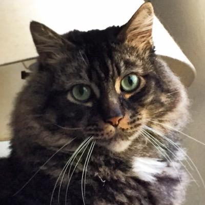 part maine coon | part baby | all love
find me on instagram @cappiecat