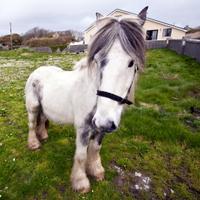 Dave G Kelly (@davegkelly) 's Twitter Profile Photo