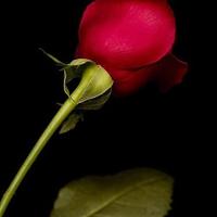 جيداء (@snight2013) 's Twitter Profile