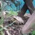 Modal Tortoise & me (@modalthetortois) Twitter profile photo