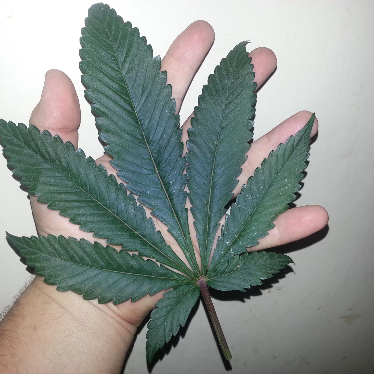 DrewGrow13's profile picture. 