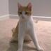 Scooter (@scooterthechcat) Twitter profile photo Scooter (@scooterthechcat) Twitter profile photo