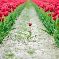 Bob Guildner (@bobguildner) 's Twitter Profile