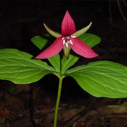 Observe the Rouge Valley seasons change & watch the new Rouge National Urban Park preserve  the environment, heritage & farms of the Park.
Read the latest news.