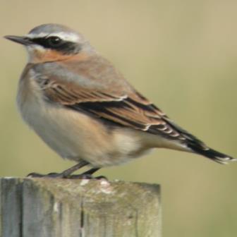 wheatearlp Profile Picture